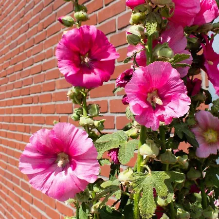 Apartment App. 9 Haus Duckdalben